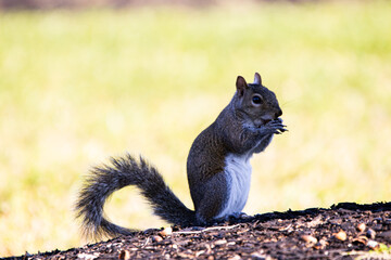 close up of squirrel