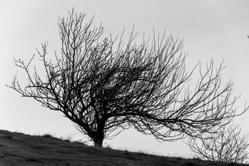 Baum in Schwarz-weiss