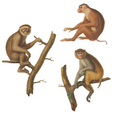 Realistic botanical illustration of different types of primates, monkeys and lemur, isolated on a white background © Alejandro