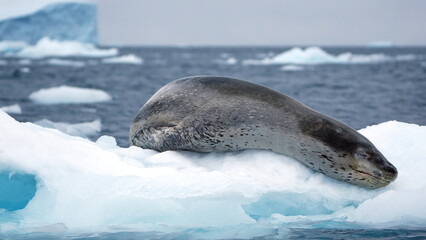Fototapeta premium Leopard seal (Hydrurga leptonyx) on a floating iceberb at Kinnes Cove, Joinville Island, Antarctica