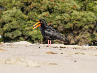 Two variable oyster-catcher black variant standing together