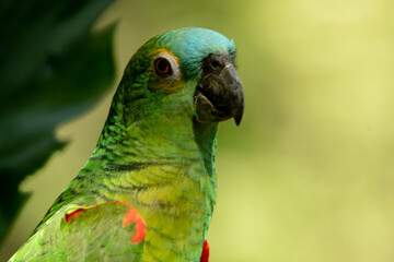 green winged parrot