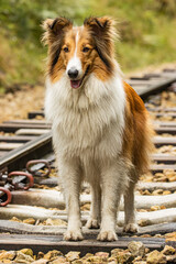 Boder collie 