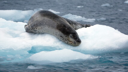 Obraz premium Leopard seal (Hydrurga leptonyx) on a floating iceberb at Kinnes Cove, Joinville Island, Antarctica