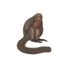 Realistic botanical illustration of different types of primates, monkeys and lemur, isolated on a white background