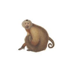 Realistic botanical illustration of different types of primates, monkeys and lemur, isolated on a white background