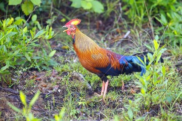 Sri Lanka Junglefowl, Gallus lafayettii, Kur Srílanský, Sri Lankan jungle fowl is a member of the Galliformes bird order that is endemic to Sri Lanka where it is the national bird.