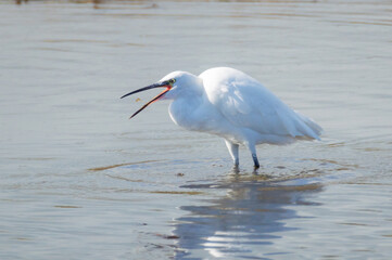 Egret with small prey
