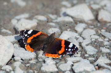 Red Admiral butterfly on stony path