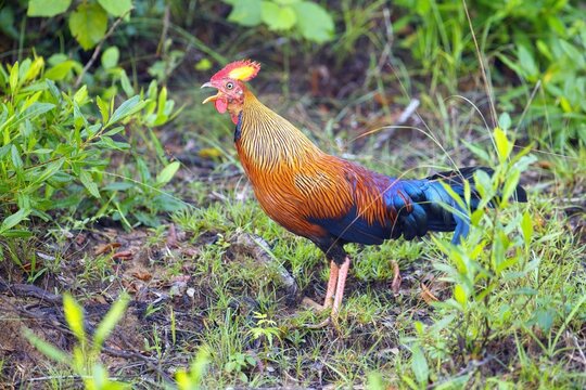 Sri Lanka Junglefowl, Gallus lafayettii, Kur Sr&iacute;lansk&yacute;, Sri Lankan jungle fowl is a member of the Galliformes bird order that is endemic to Sri Lanka where it is the national bird.