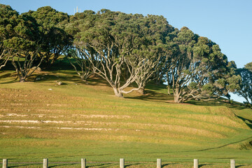 Terraced slope on side of Mount Drury with pohutukawa trees on rise behind