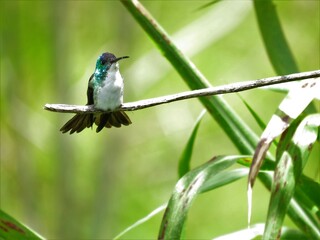 COLIBRI © Marthinea