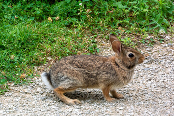 A Cottontail Rabbit On The Fox River Trail In Wisconsin In Summer