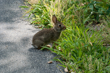 A Cottontail Rabbit On The Fox River Trail In Wisconsin In Summer