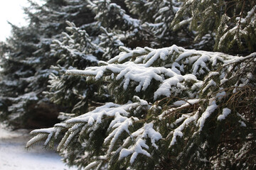 snow covered trees