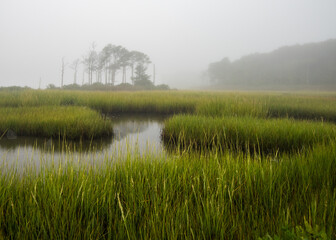 misty morning in a tidal marsh