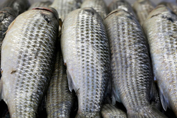 Grey mullet exposed at the open air fish market on the coast of Guaruja, Sao Paulo state, Brazil