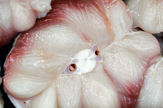 Closeup of shark steak exposed at the open air fish market on the coast of Guaruja, Sao Paulo state, Brazil