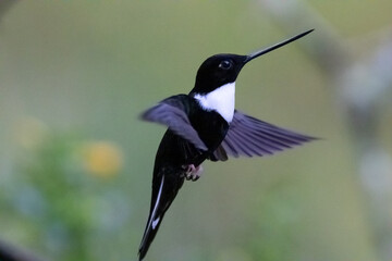 Colibrí en pleno vuelo. Espectacular.  © Santiago