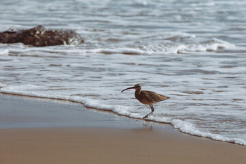 Shorebird on the beach standing on wet sand along water's edge as waves are washing up