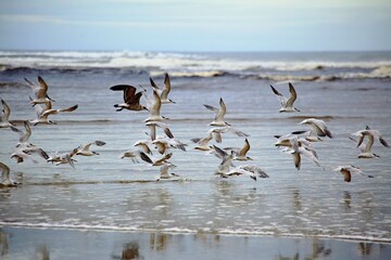 Birds flying over the beach water. Itaguare beach, Bertioga, Brazil place for feeding.