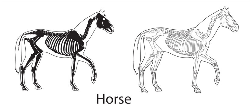 Horse skeletal system on a white background sketch hand drawing vector illustration	