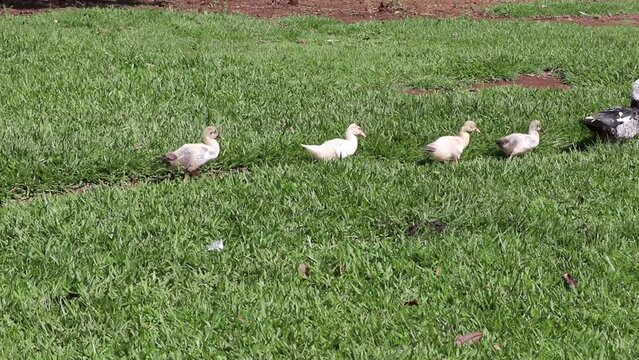 Patos Andando em Fila / Duck walking in a row
