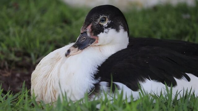 Pato descansando na grama / Duck resting on the grass