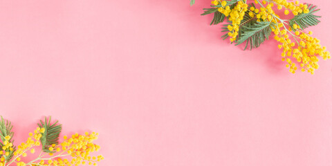 Flowers composition of yellow mimosa. Mimosa flowers on pastel pink background. Flat lay, top view,...