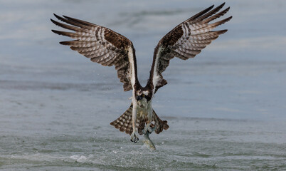 Osprey fishing in the ocean in Florida 