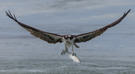 Osprey fishing in the ocean in Florida 