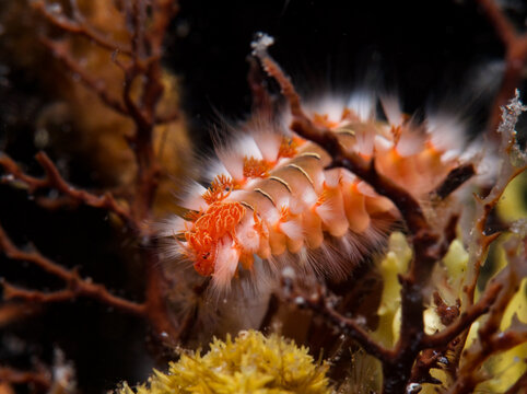 Fireworm - Hermodice carunculata from Cyprus, Mediterranean Sea 