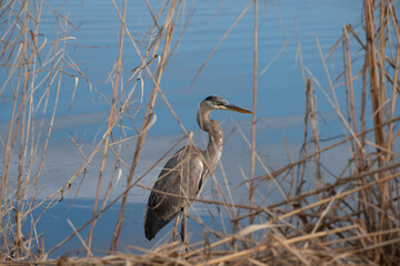 A Photo Of A Great Blue Heron Through The Reeds