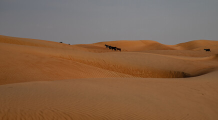 Fototapeta na wymiar Wahiba Sands, desert of Oman