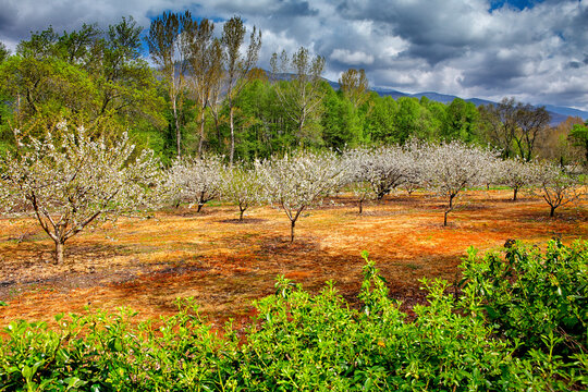 Cherry blossom in the Valley Jerte