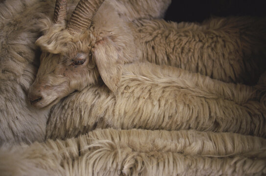 A herd of goat confined in a small space, China, Asia.