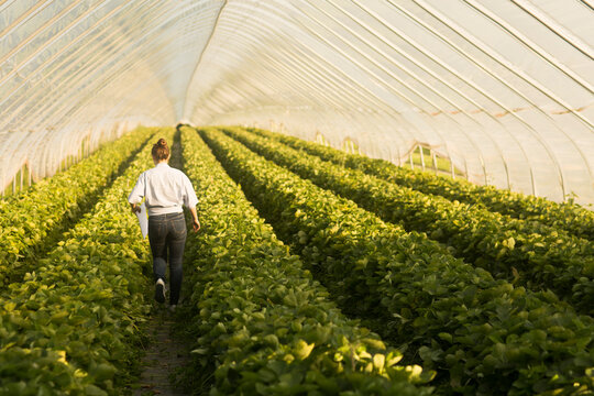 Farmer woman checking  fruits in a glasshouse