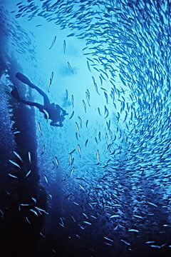 A female diver and mackrel swims in giant kelp near San Nicholas Is.