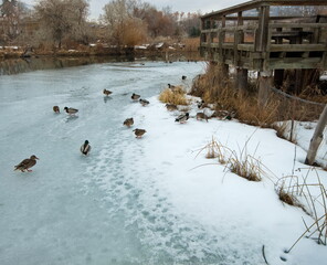 A flock of ducks resting on an ice covered pond of a bird sanctuary on a cold winter day.
