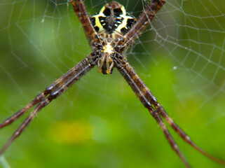 Close up of a  spider on his web