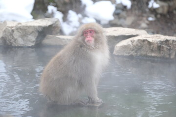 Naklejka premium Japanese macaque, snow monkey in the snow hot spring, Jan 2023