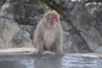 Japanese macaque, snow monkey in the snow hot spring, Jan 2023
