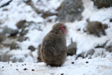 Japanese macaque, snow monkey in the snow hot spring, Jan 2023