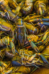 River prawns sold in a typical Mexican street market called tianguis.