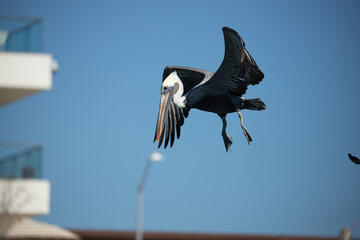 Pelicans of Cabo San Lucas