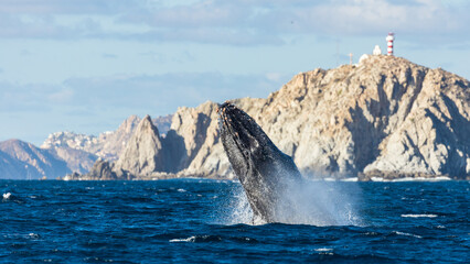 Fototapeta premium Humpback whale in its full glory around the Pacific Ocean