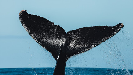 Humpback whale in its full glory around the Pacific Ocean