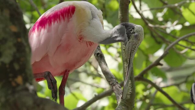 a high frame rate clip of a roseate spoonbill sleeping in a tree at fort lauderdale of florida, usa