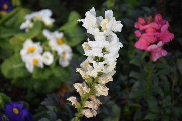 flowers in the garden