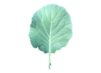 Isolated cauliflower leaf with clipping paths.